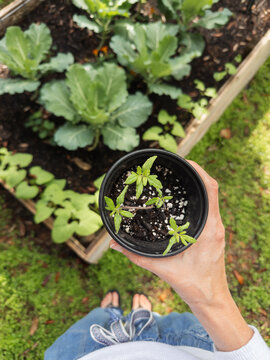 POV Plant Seedlings Home Garden