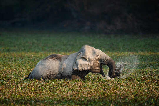 Elephant bathing in wetland splashing water with trunk