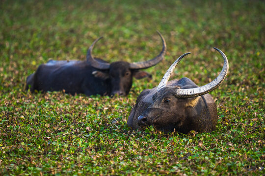 Water buffalo resting in natural swamp habitat