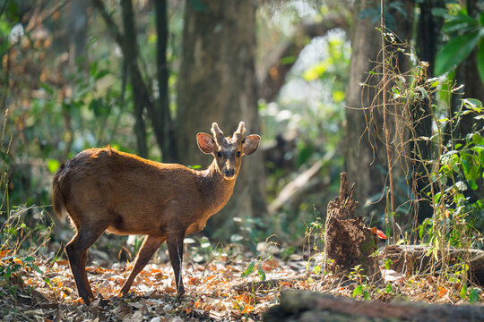 Muntjac deer standing in sunny forest looking at camera