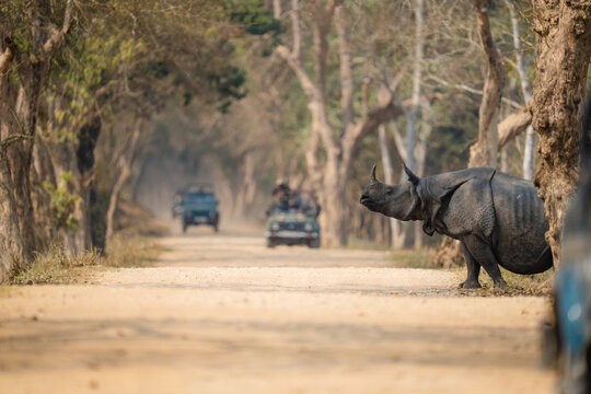 Indian rhinoceros crossing dusty road during safari tour