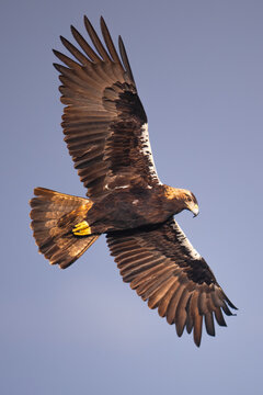 Golden eagle soaring high in clear blue sky
