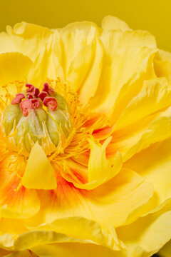 Yellow flower petals