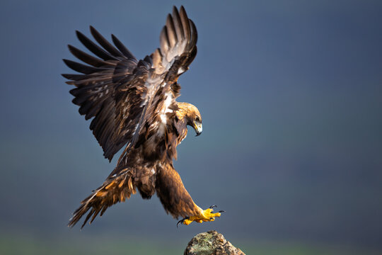 Golden eagle landing on rock with outstretched wings