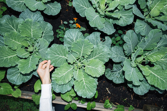 Woman Checking Vegetable Garden at Night