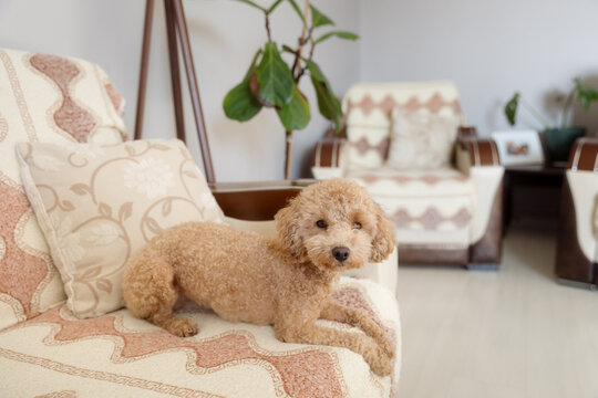 the dog is lying on the chair