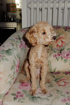 the dog is sitting on the chair