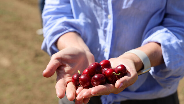 Friends Going Cherry Picking