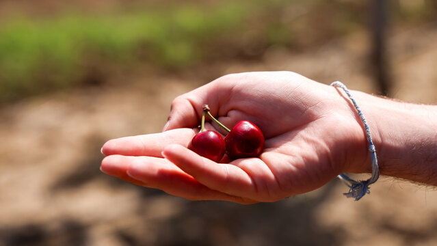 Friends Going Cherry Picking