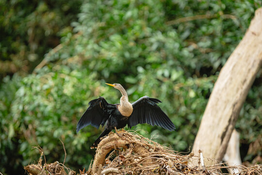 Anhinga bird with wings spread drying feathers