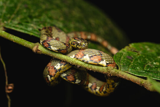 Spotted snail-eating snake Sibon argus coiled on a branch