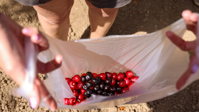 Friends Going Cherry Picking