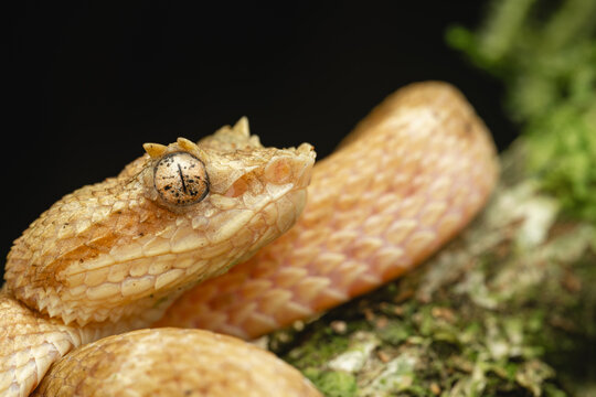 Golden eyelash pit viper perched on a mossy branch