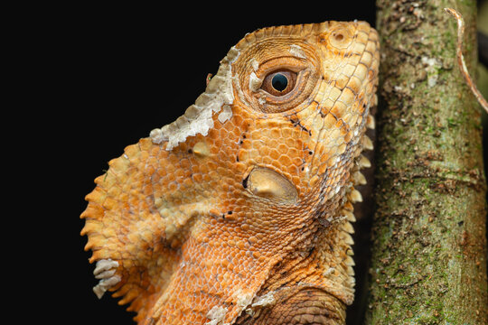 Macro portrait of a helmeted basilisk in Costa Rica.