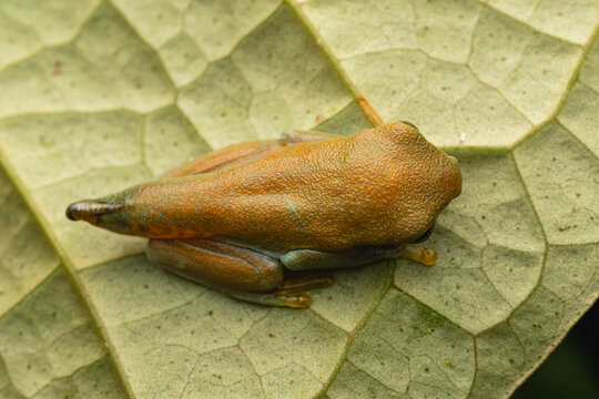 Frog camouflaging on green leaf in costa rica