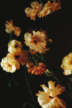 Flowers blooming against a dark background in a close-up view