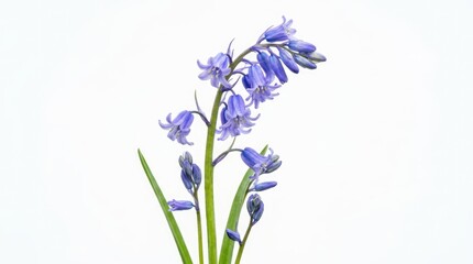 Obraz premium A single bluebell flower in bloom, showcasing its delicate purple-blue petals and green stem and leaves, set against a clean white backdrop