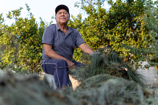 Older latino man working outdoors in garden