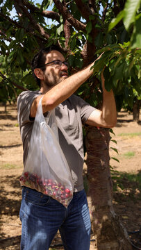 Friends Going Cherry Picking