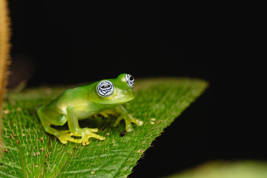 Glass frog resting on a green leaf at night