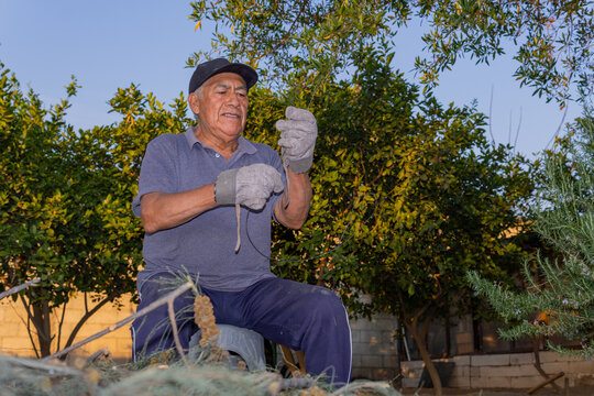 Older man gardening organic citrus trees in backyard
