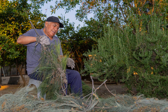 Older man pruning branches during outdoor gardening work