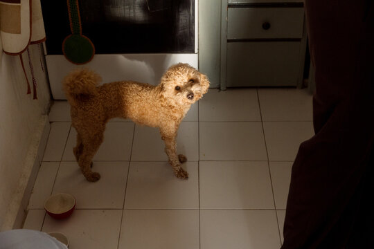 A dog stands in the kitchen near its bowl