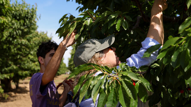 Friends Going Cherry Picking