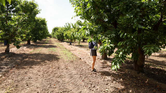 Friends Going Cherry Picking