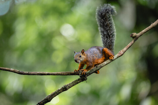 Variegated squirrel balancing on a tree branch in costa rica jungle