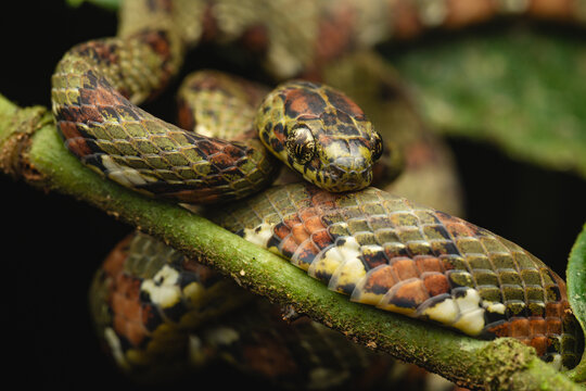 Sibon argus snake resting on green branch
