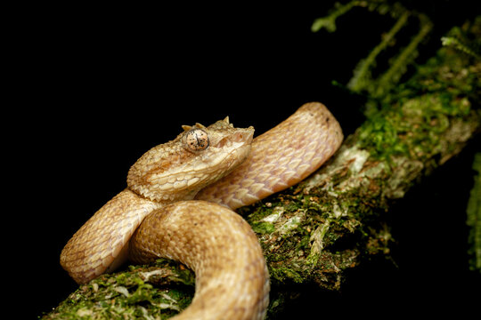 Eyelash viper snake resting on mossy branch in rainforest