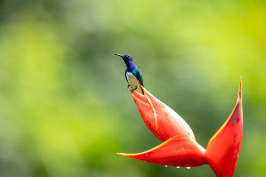 White-necked jacobin hummingbird perching on a heliconia flower