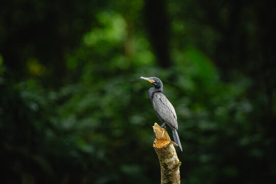Neotropic cormorant bird perching on tree stump