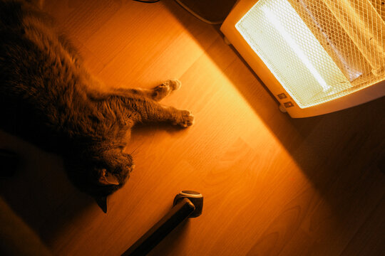 Cozy Cat Relaxing by Warm Heater Indoors