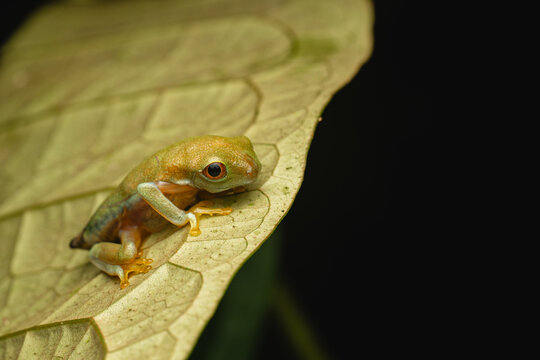 Red-eyed tree frog resting on a dry leaf