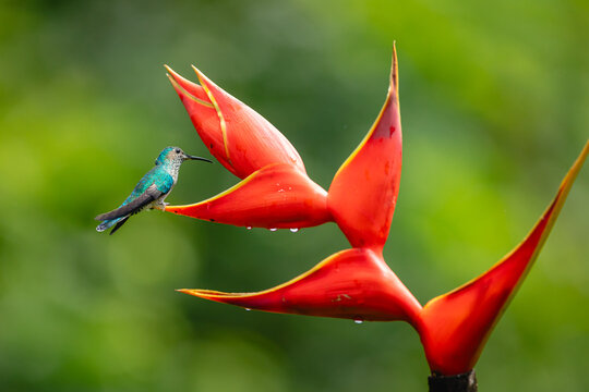 Hummingbird perched on vibrant tropical heliconia flower in costa rica