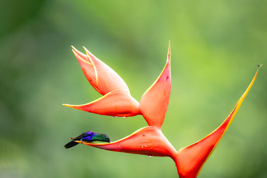Crowned woodnymph hummingbird feeding on a bright heliconia flower.