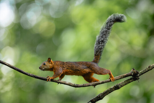 Variegated squirrel walking on branch in costa rica forest