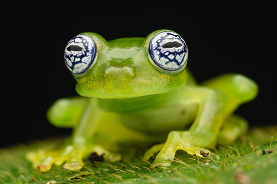 Frontal portrait of a Sachatamia ilex glass frog in the jungle