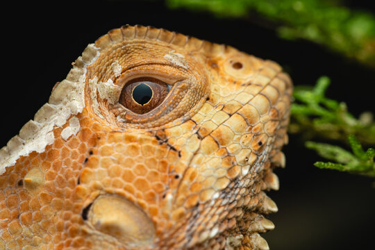 Close up lizard eye shedding skin in costa rica
