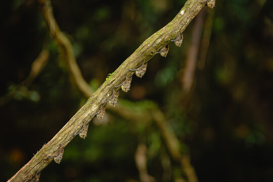 Proboscis bats roosting on tree branch in costa rica