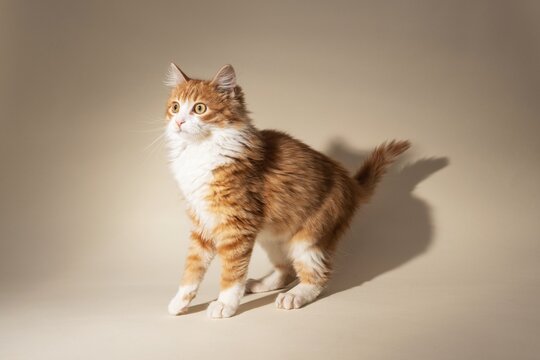 Orange and White Cat Standing in Studio