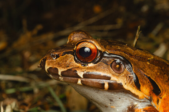 Tropical frog with striking red eye in rainforest