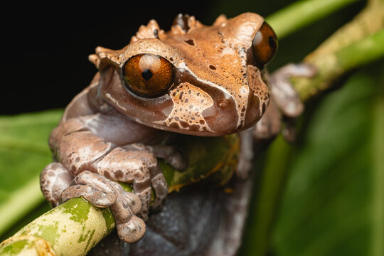Crowned tree frog amphibian clinging to green stem