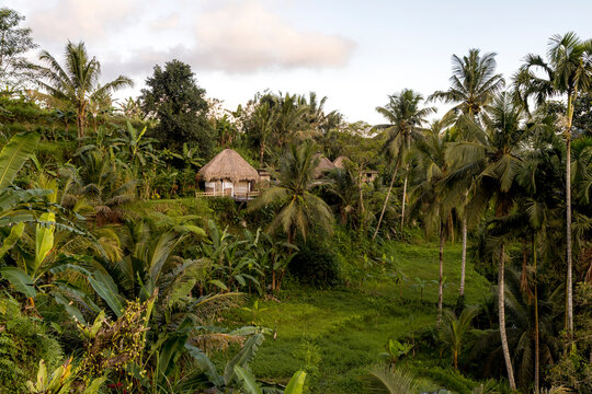 Thatched cabins among tropical vegetation in Bali