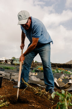 Senior using a plow to cultivate soil on his organic vegetable farm