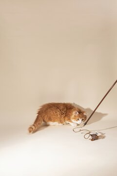 Orange Cat Stalking Toy Mouse