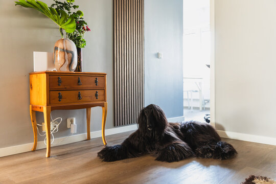 Large black Afghan Hound lying on the floor in hallway