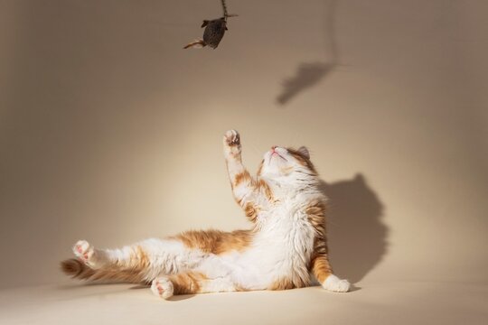 Orange Cat Playing With Toy Mouse